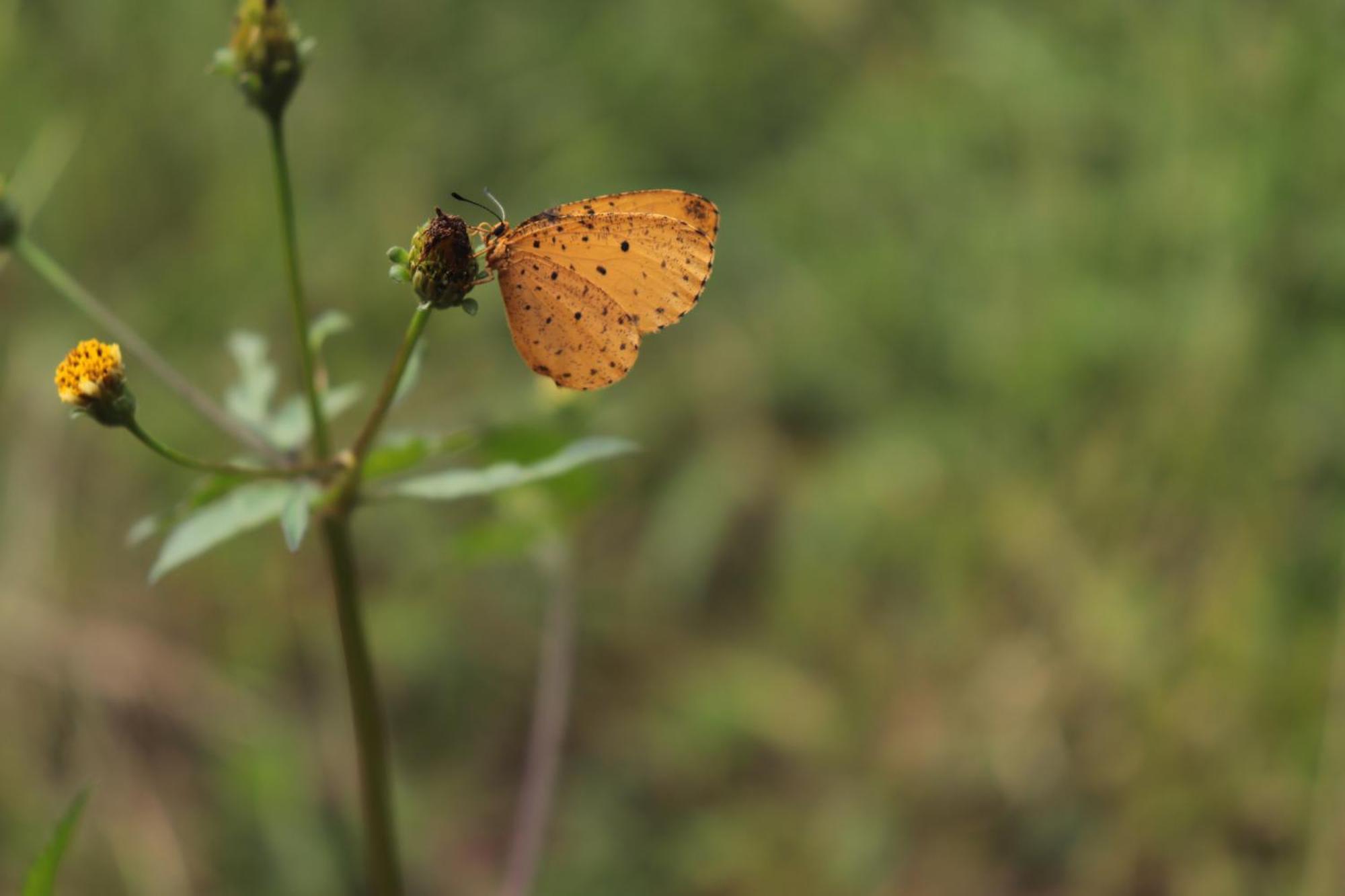 Mabuda Guest Farm Siteki Dış mekan fotoğraf